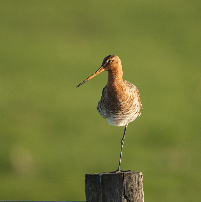 Limosa limosa Black-tailed Godwit Grutto